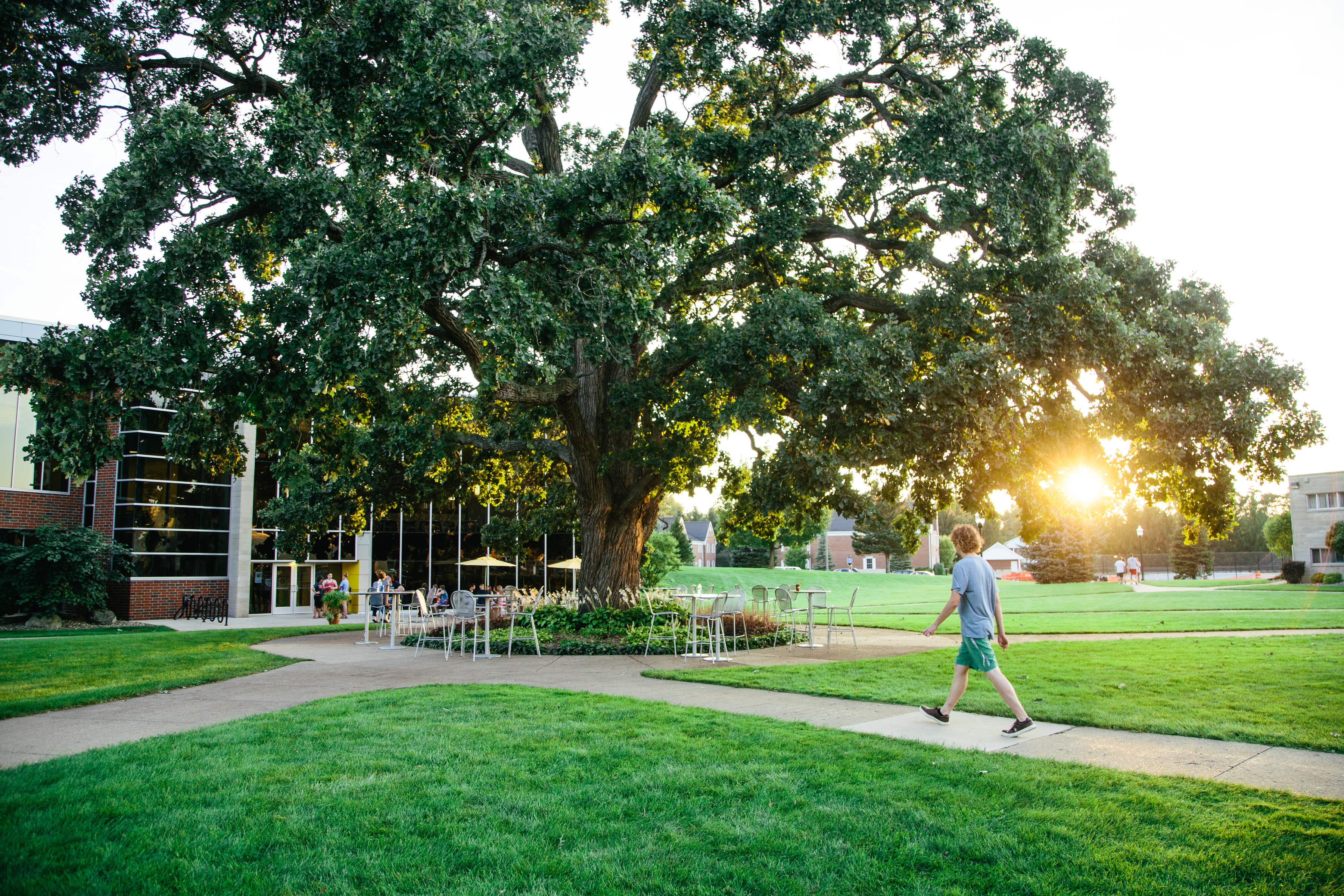 A student walks by the Oak Tree at sunset